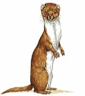 weasel.jpg
